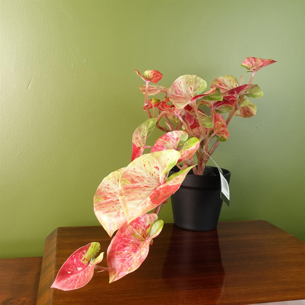 Leaf Trailing Pink Splash Caladium Artificial Plant in Pot 35cm Image 2