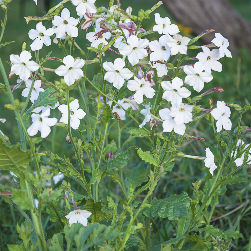 Thompson and Morgan Nicotiana Affinis Garden Ready Plant 15 Pack Image 2