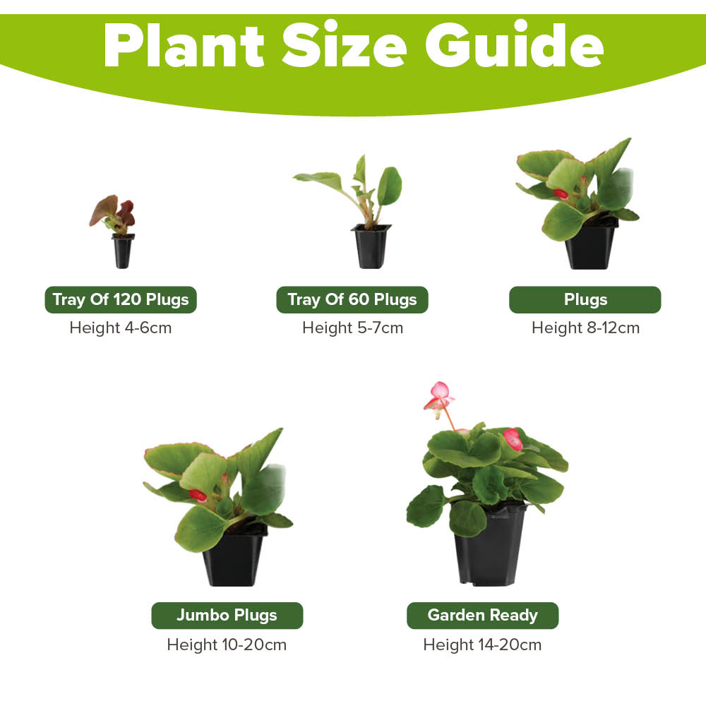 YouGarden Busy Lizzie Beacon Raspberry Garden Ready Plant 20 Pack Image 3