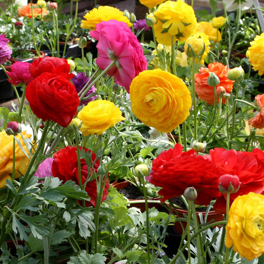 YouGarden Ranunculus Mixed Planting Blubs 150 Pack Image 1