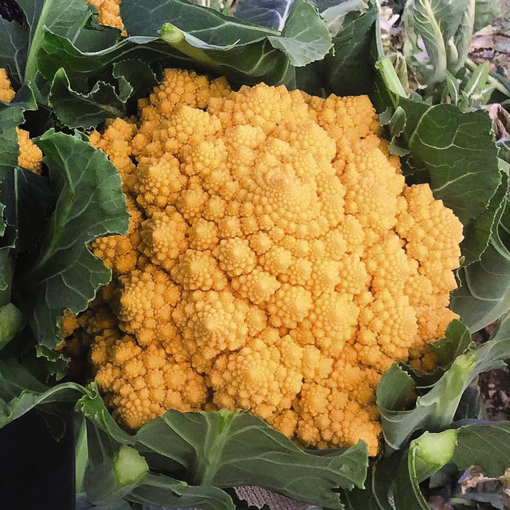 Thompson and Morgan Cauliflower Ameresco F1 Seeds Image 1
