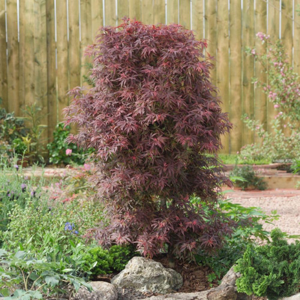 Thompson & Morgan Acer Palmatum Shaina Plant Pot 6L Image 3