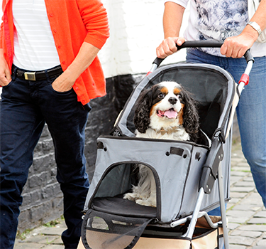 Dog Strollers