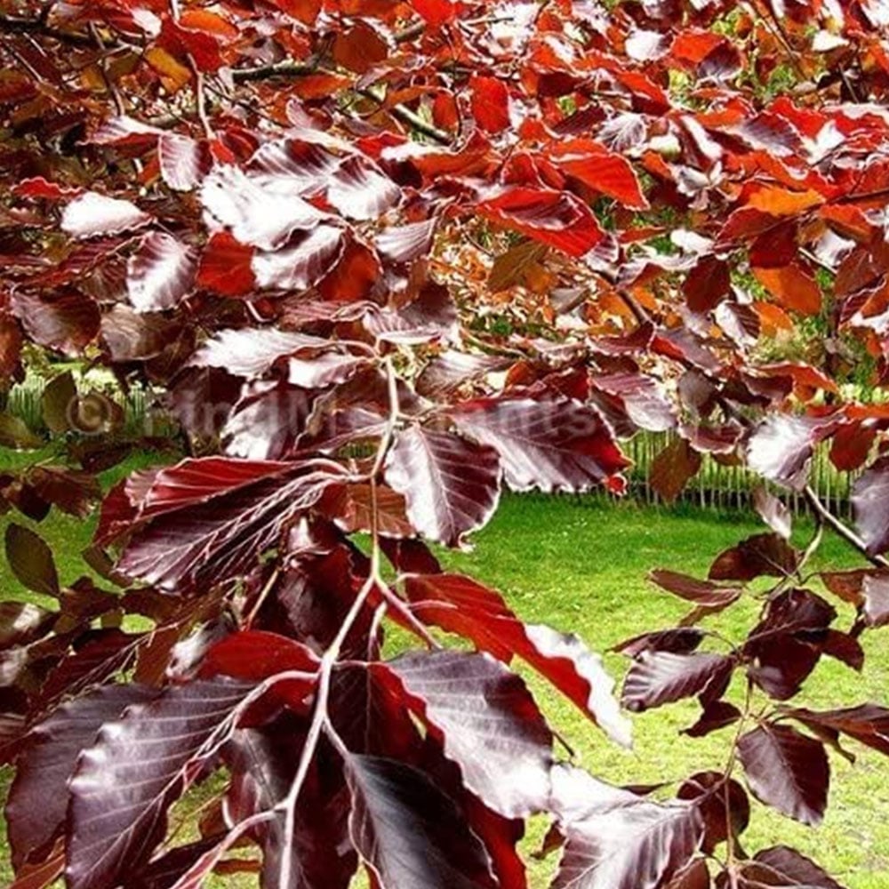 Inspirational Gifting Purple Beech Semi-Evergreen Bare Root Hedge Plant 4-5ft 20 Pack Image 6