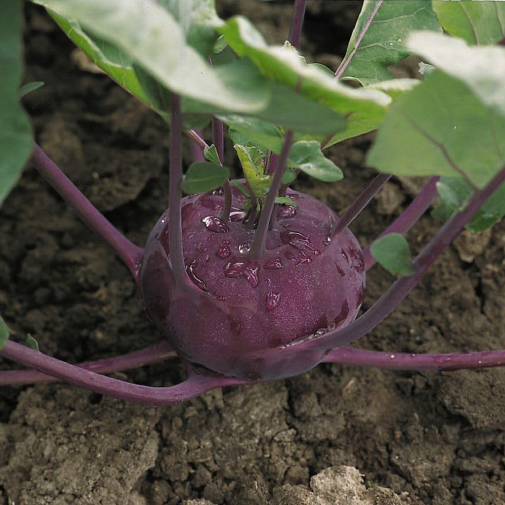 Thompson and Morgan Kohl Rabi Kolibri F1 Hybrid Seeds Image 2