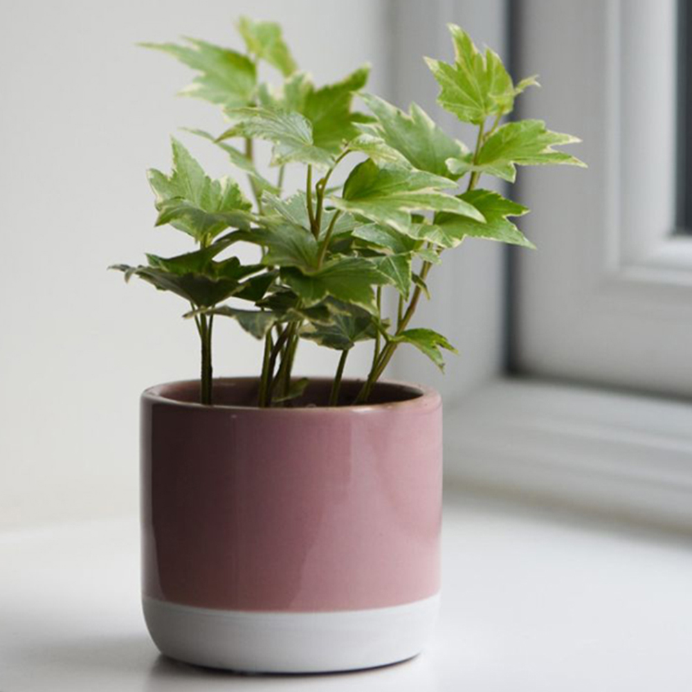 Thompson and Morgan Hedera Mix Plant Pot 6cm 6 Pack Image 1