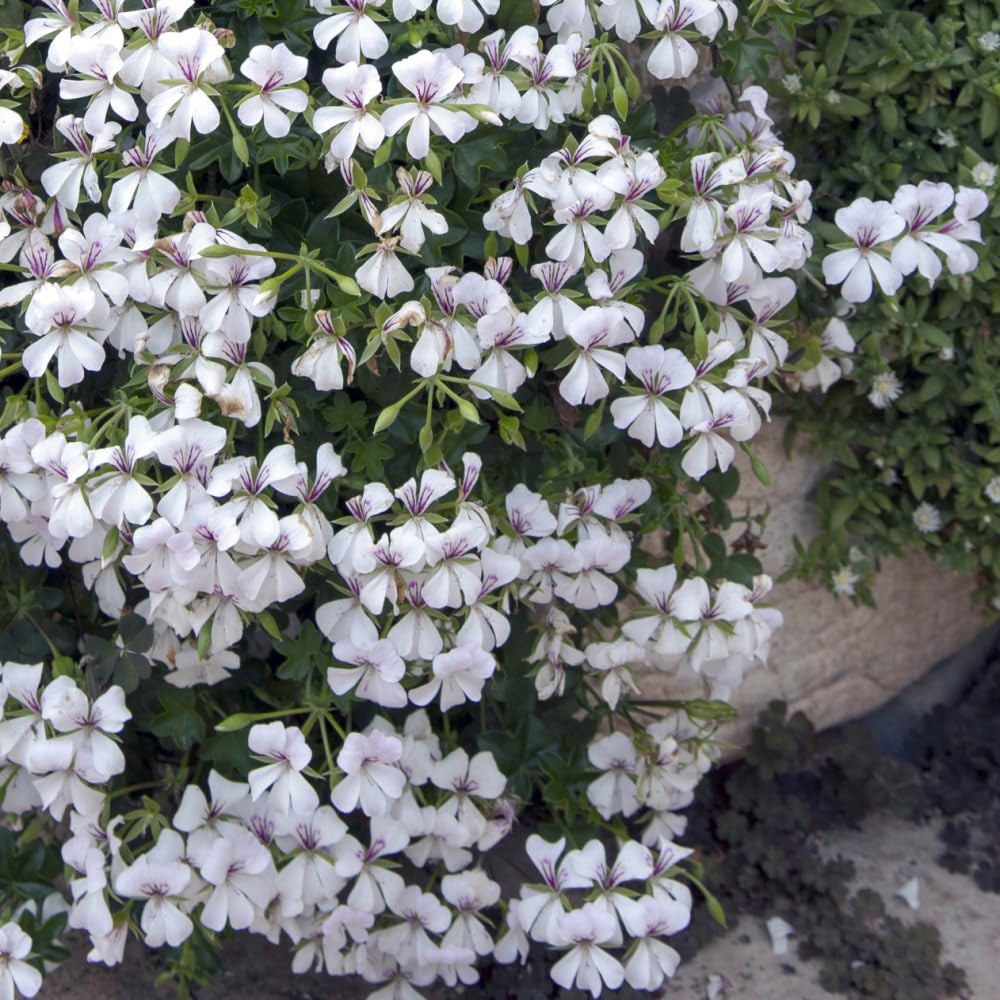 Thompson and Morgan Geranium Peltatum White Plant Pot 10.5cm 3 Pack Image 4