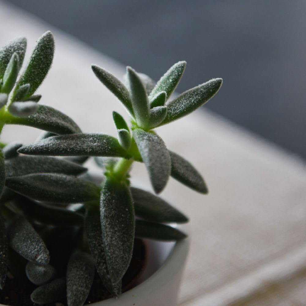 Thompson and Morgan Crassula Tarantula Plant Pot 8.5cm 2 Pack Image 3