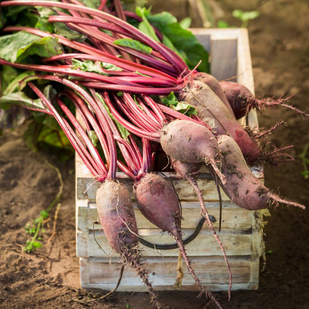 Thompson and Morgan Beetroot Cylindra Seeds Image 1