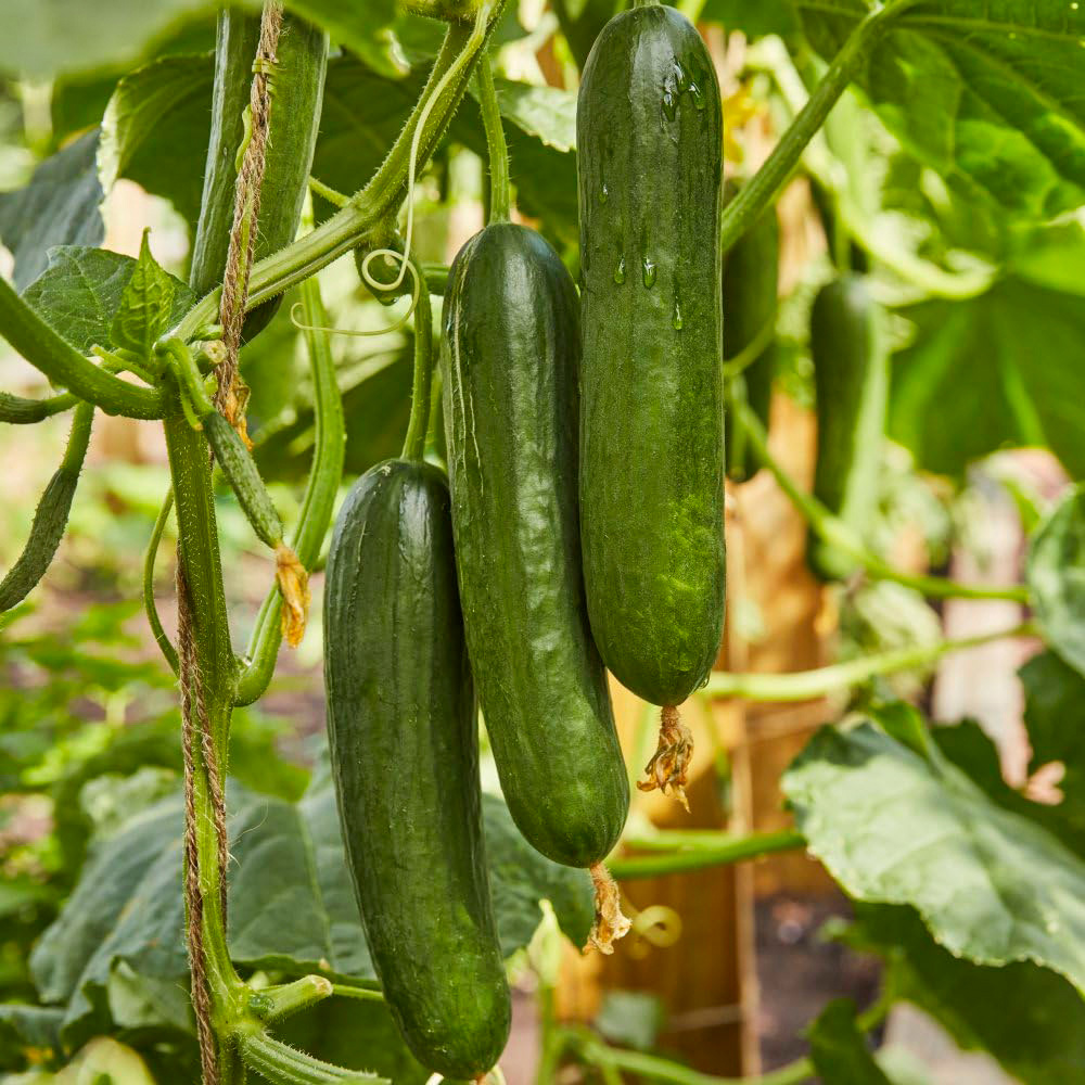 Thompson & Morgan Cucumber Merlin F1 Single Packet Image 1