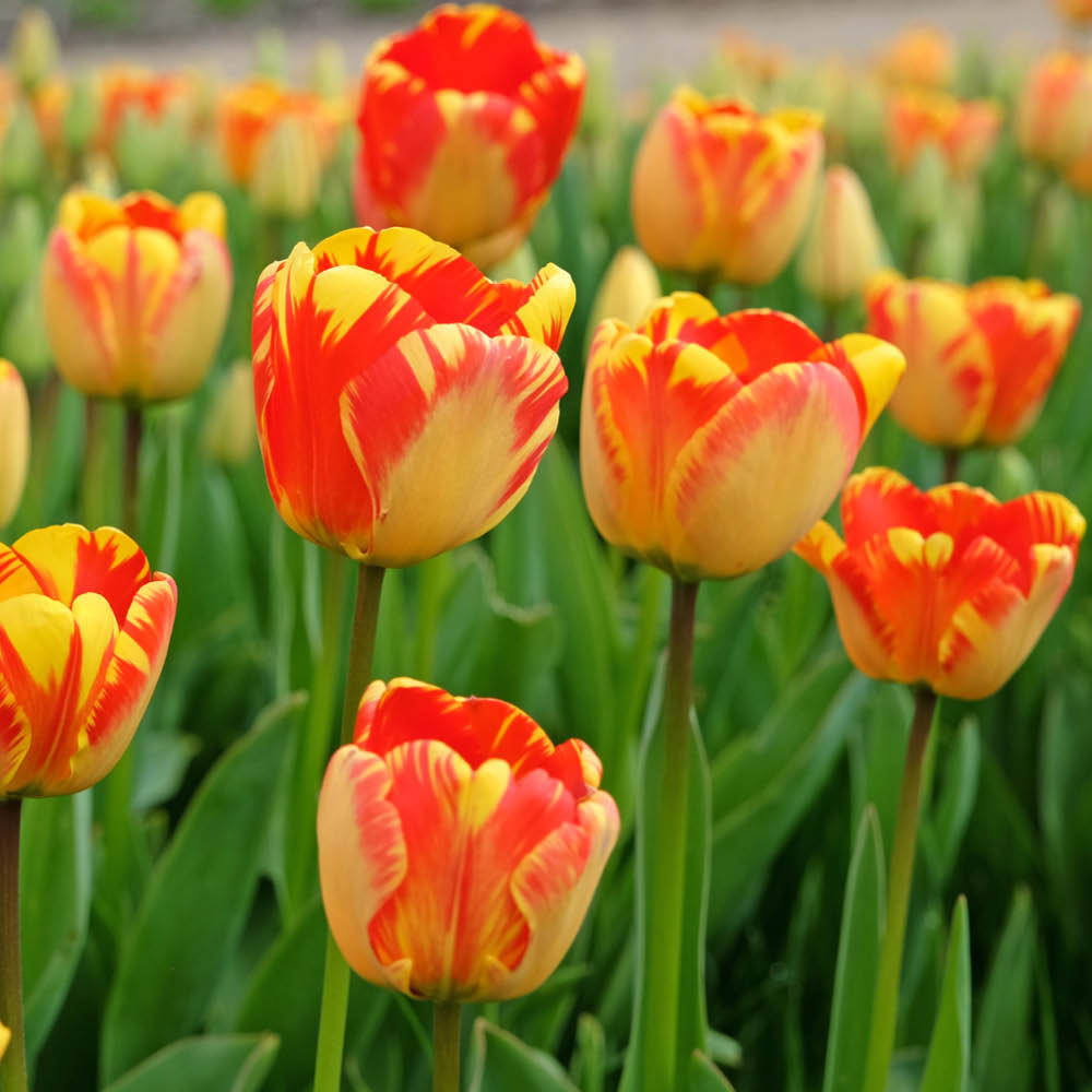 YouGarden Tulip Banja Luka Planting Bulb 24 Pack Image 2