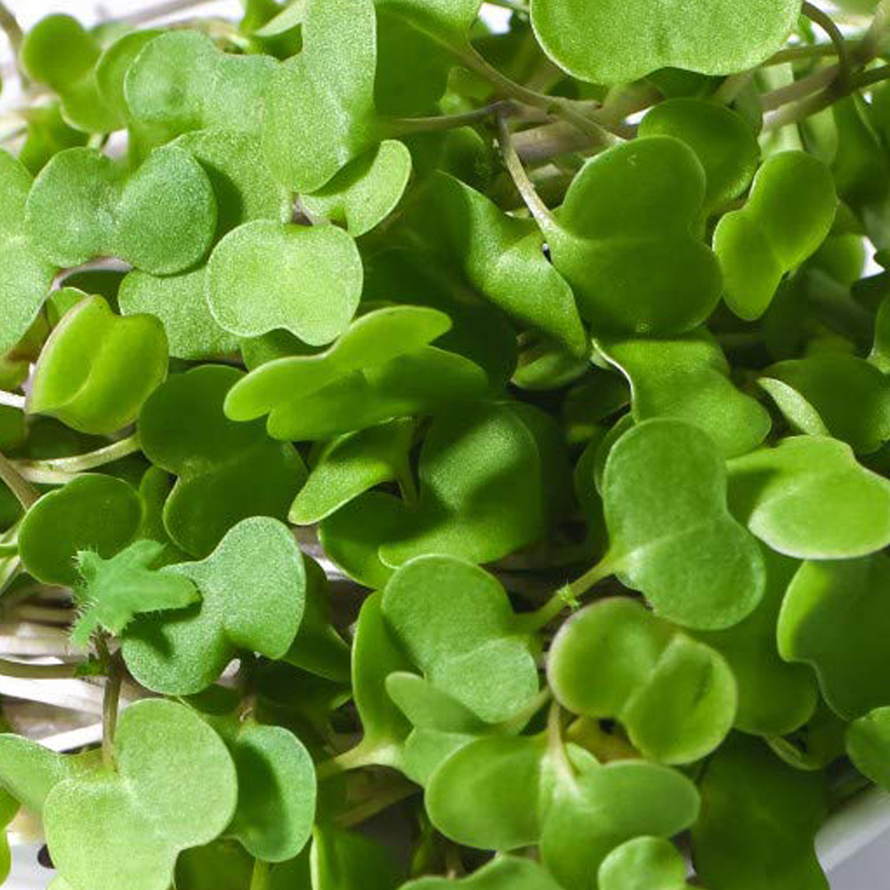 Thompson and Morgan Microgreens Kale Red Russian Seeds Image 1