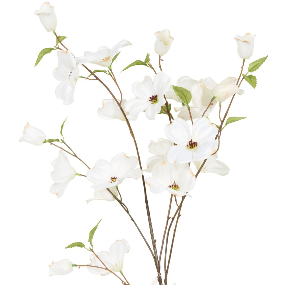 Delicate Dogwood Branch White Image 4
