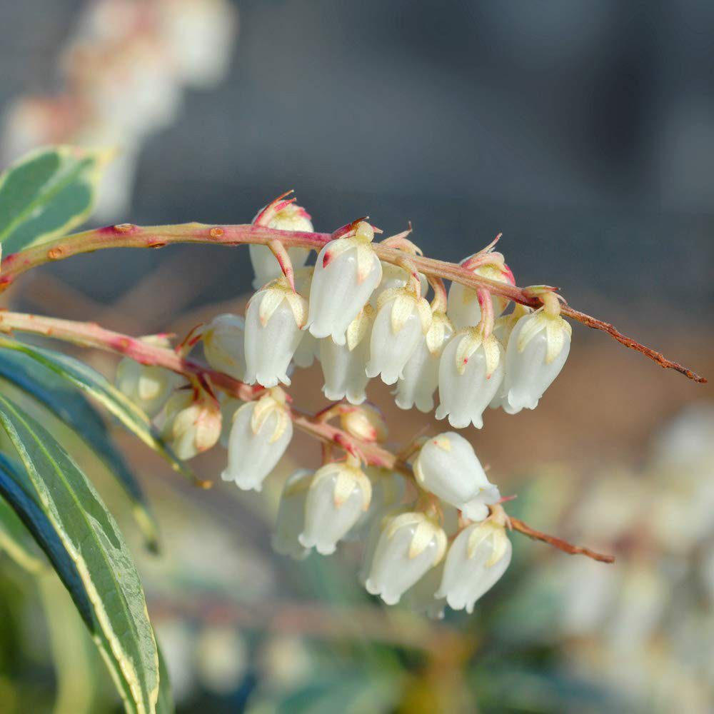Thompson and Morgan Pieris Japonica Flaming Silver Potted Plant 9cm Image 2