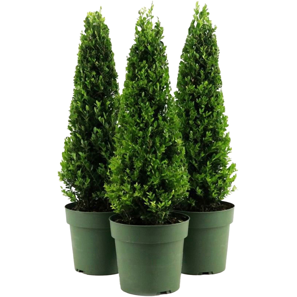 Ilex Crenata Jenny Pyramid Plant Image