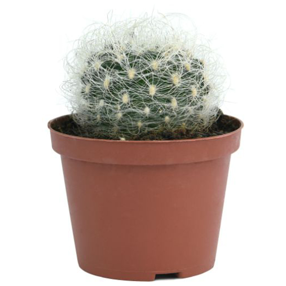 Thompson and Morgan Cactus Mixed Potted Plant 0.5cm Image 6