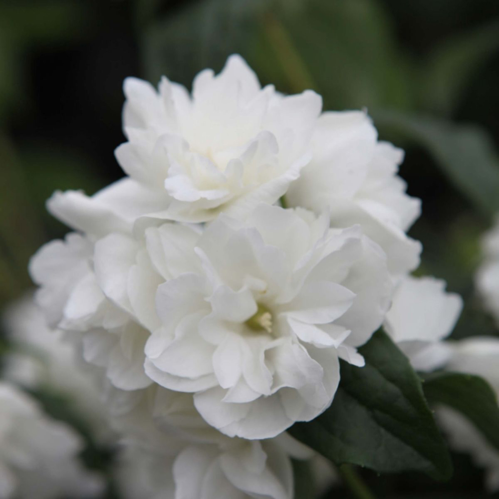 Thompson and Morgan Philadelphus Virginal Plant Pot 3.6L Image 4