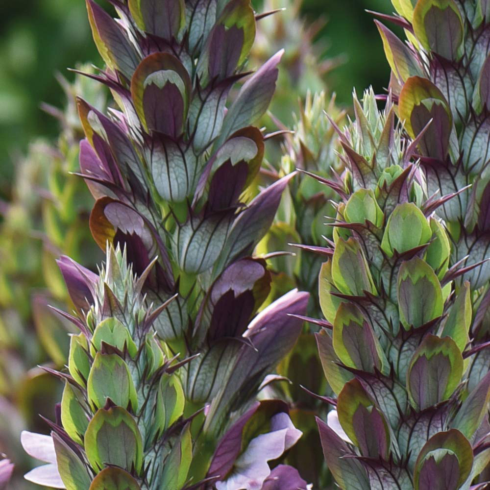 Thompson and Morgan Acanthus Mollis Potted Plant 9cm 2 Pack Image 6