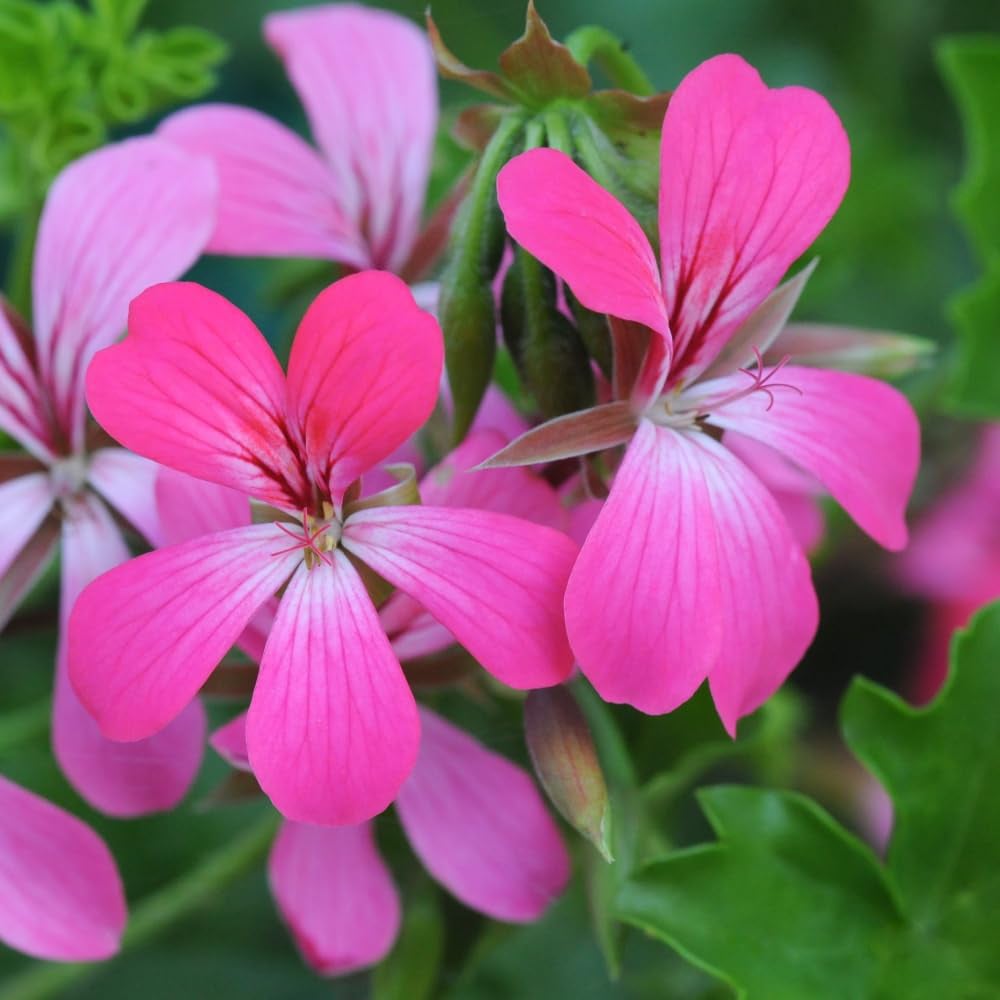 Thompson and Morgan Geranium Peltatum Pink Plant Pot 10.5cm 3 Pack Image 1