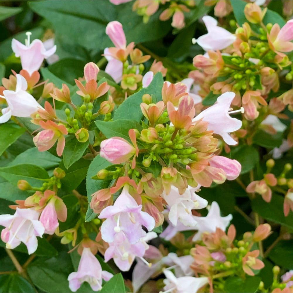 Thompson and Morgan Abelia x Grandiflora Raspberry Profusion Plant Pot 3L Image 2