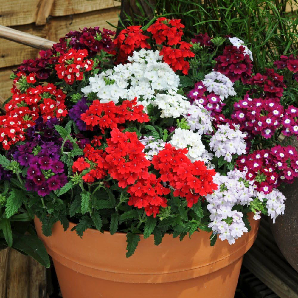 Thompson and Morgan Verbena Quartz Mixed Plant Plug 24 Pack Image 1