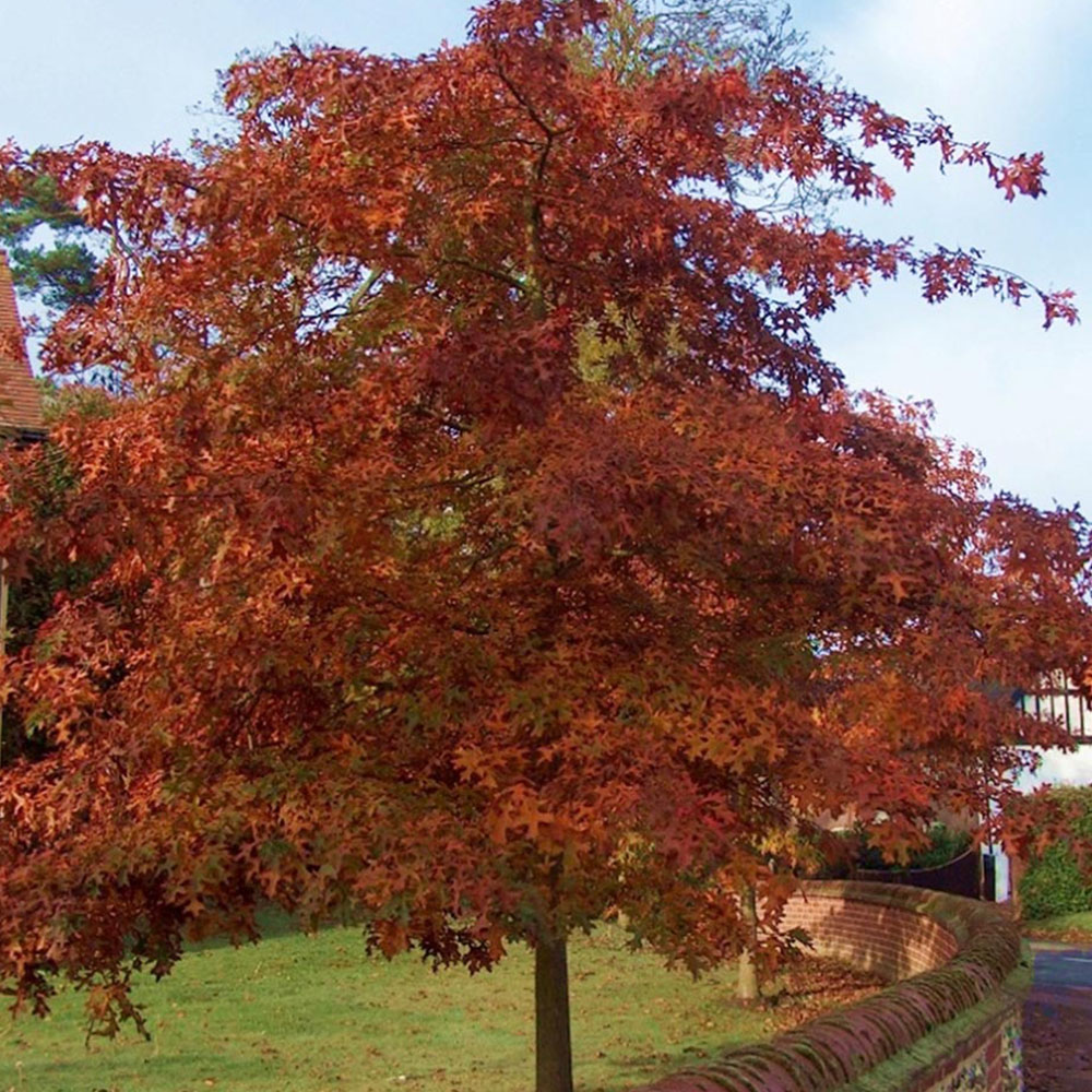 Inspirational Gifting Red Oak Bare Root Hedge Plant Sapling 2-3ft 20 Pack Image 3