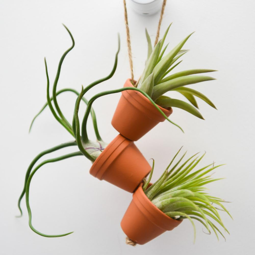 Thompson & Morgan Air Plant Mini Plant Pot on Rope 6 Pack Image 3