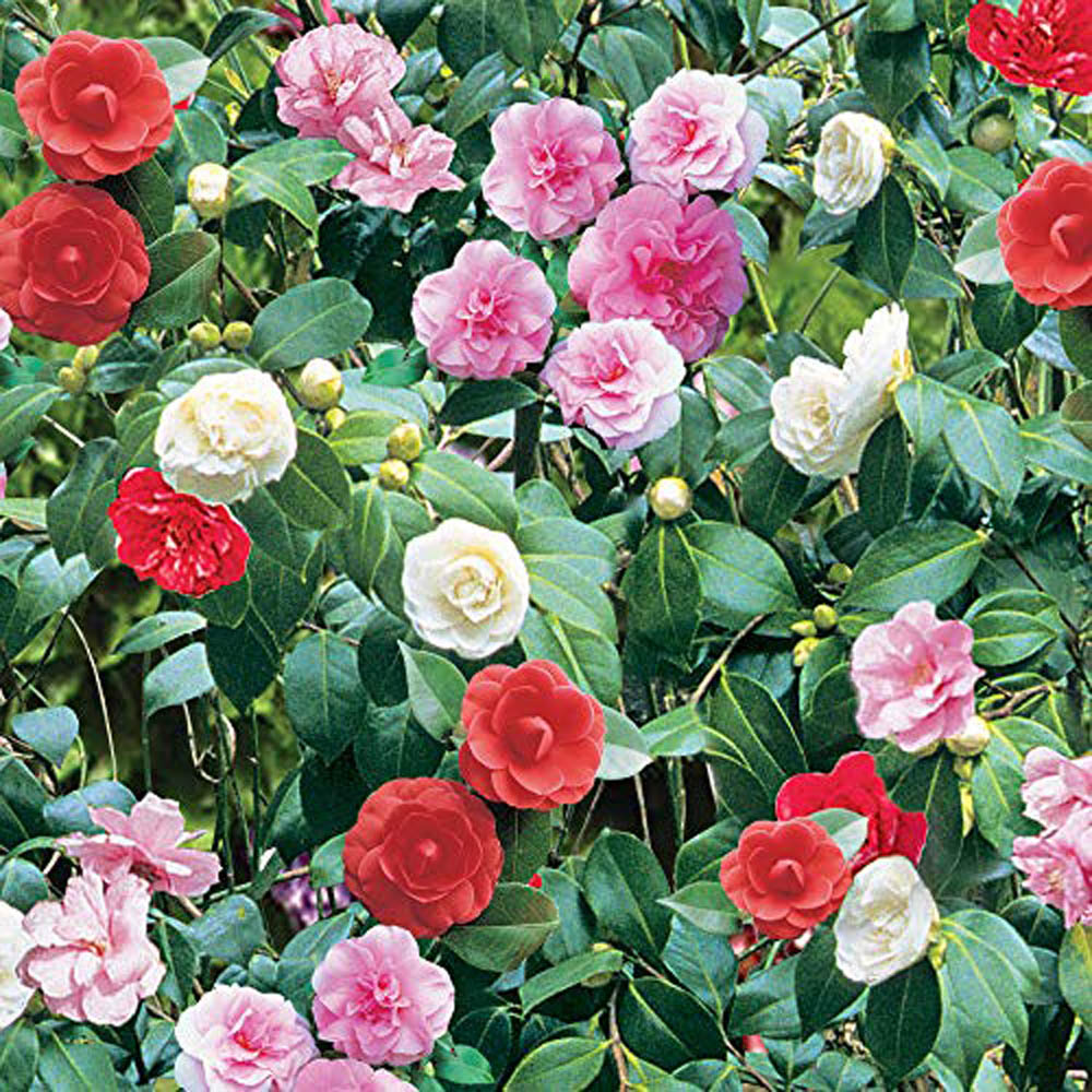 Thompson and Morgan Camellia Tricolour Outdoor Hardy Evergreen Shrub Plant Pot 15cm 2 Pack Image 1