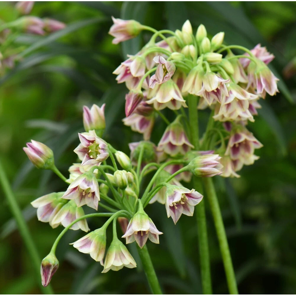 Thompson and Morgan Nectaroscordum Siculum Autumn Planting Bulb 40 Pack Image 6