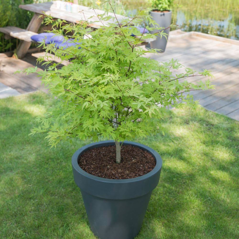Thompson and Morgan Acer Palmatum Plant Anne Irene Plant Pot 3L Image 5