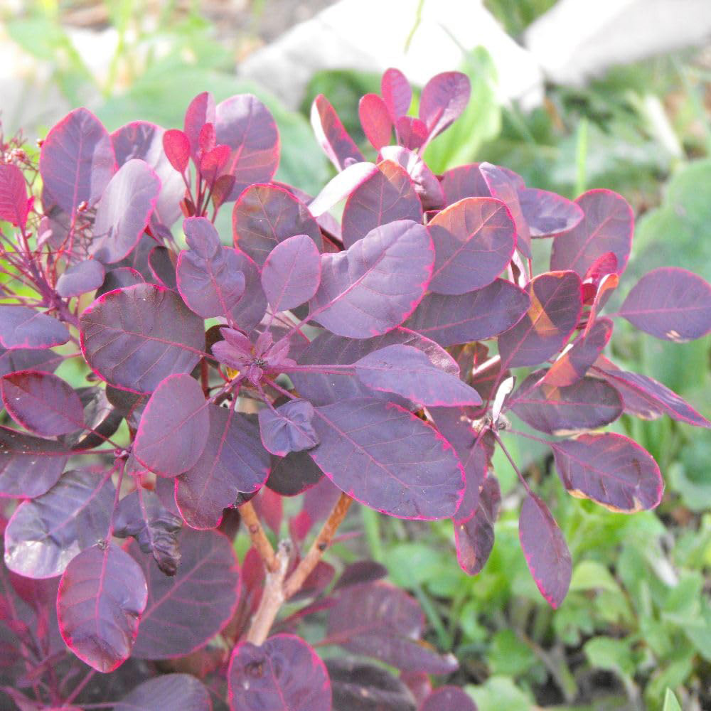 Thompson and Morgan Cotinus Coggygria Lilla Noble Plant Pot 5L 2 Pack Image 1