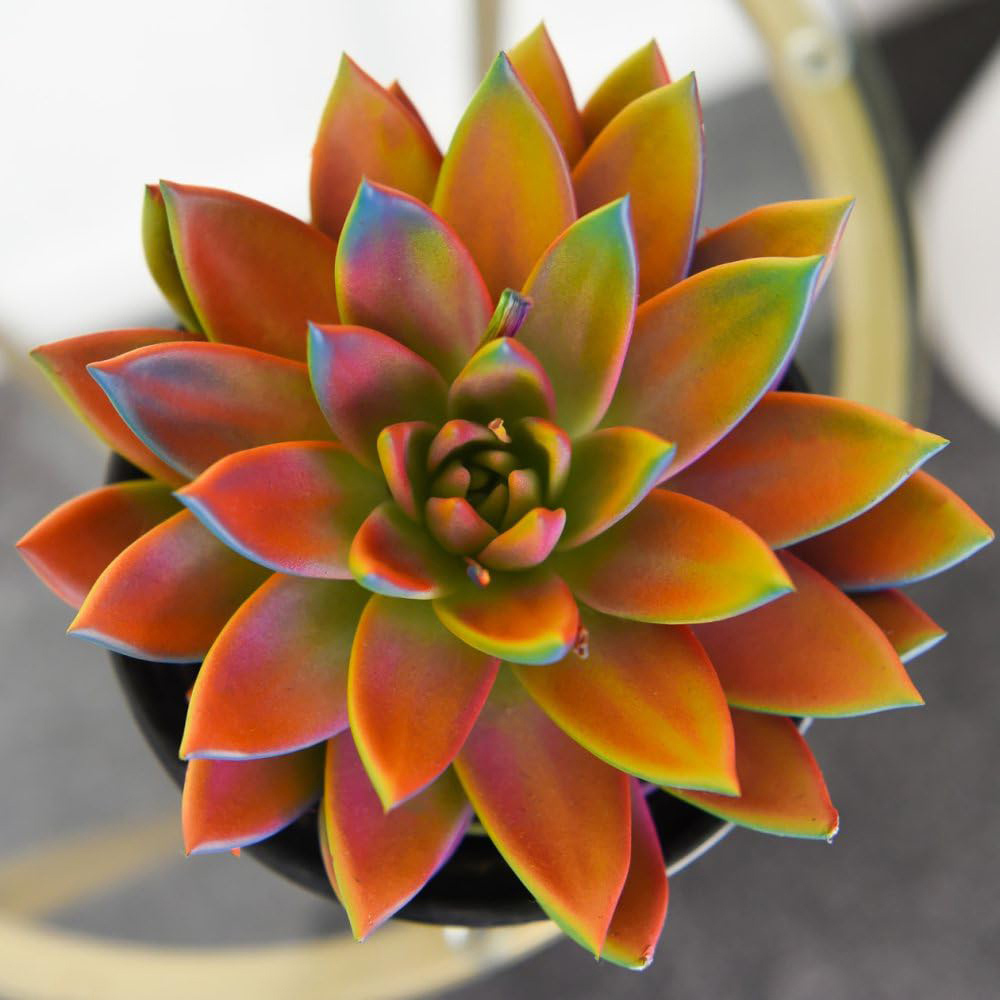 Thompson and Morgan Echeveria Chameleon Plant Pot 12cm Image 1