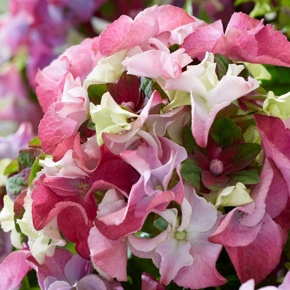 Thompson & Morgan Hydrangea Lady Mata Hari Pink Plant Pot 5L Image 1