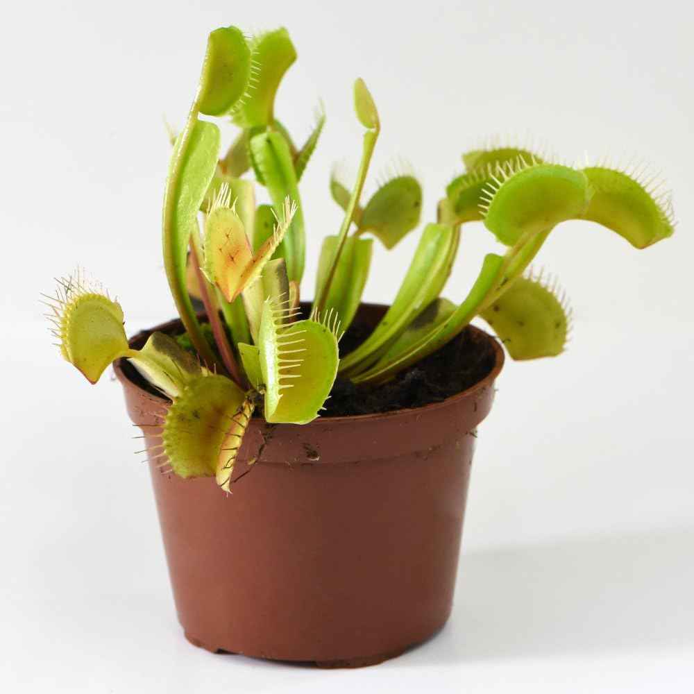 Thompson and Morgan Dionaea Muscipula Venus Fly Trap Potted Plant 9cm 2 Pack Image 2