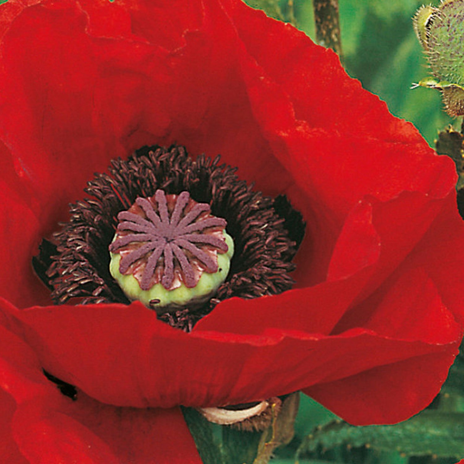 Johnsons Poppy Oriental Brilliant Flower Seeds Image 1