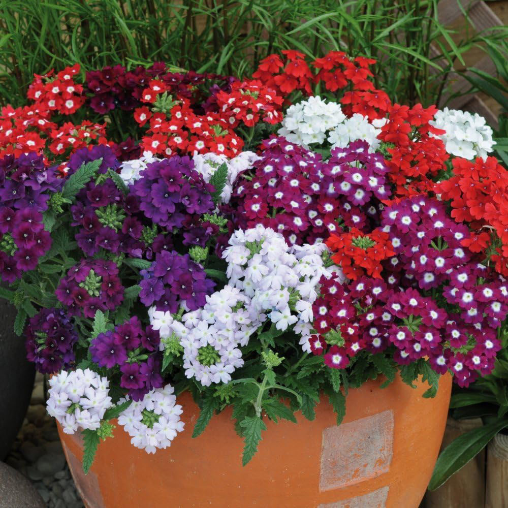 Thompson and Morgan Verbena Quartz Mixed Plant Plug 24 Pack Image 2