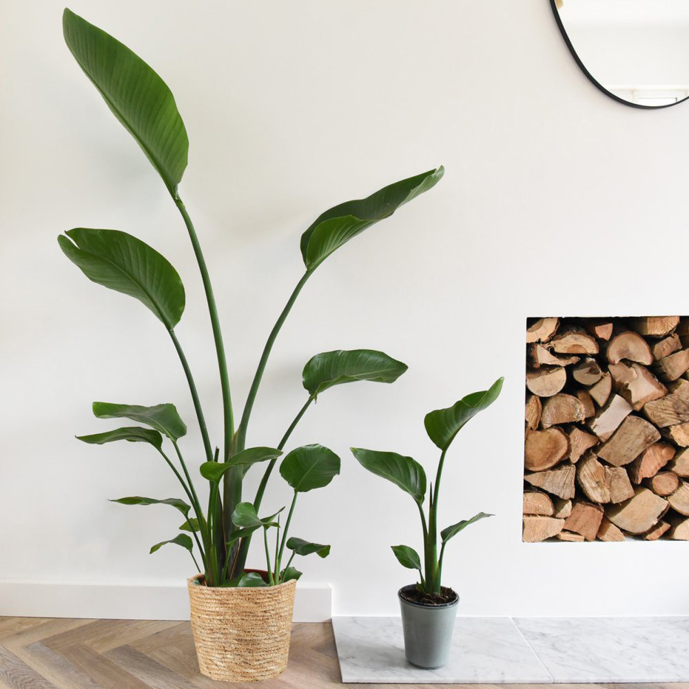 Thompson and Morgan Strelitzia Nicolai Plant Pot 21cm Image 2