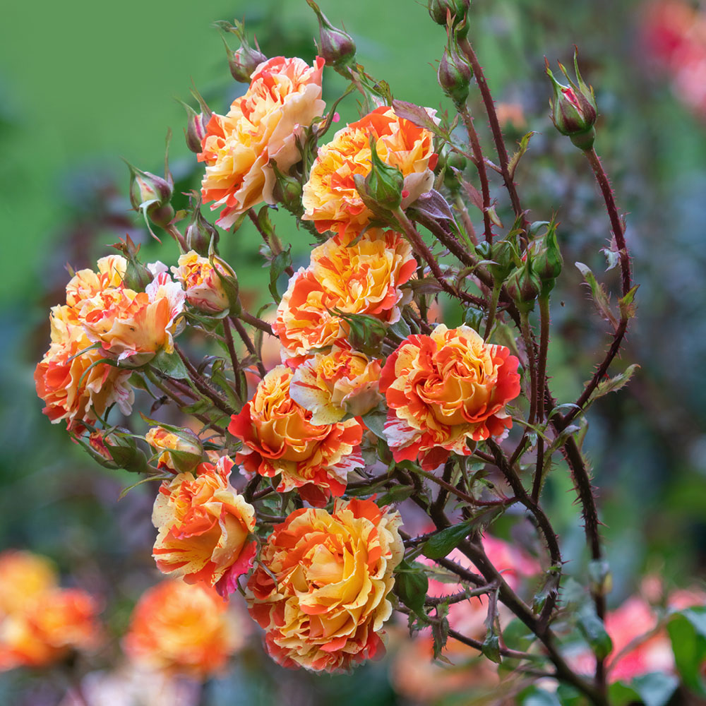 YouGarden Oranges and Lemons Papagena Bare Root Rose 2 Pack Image 3