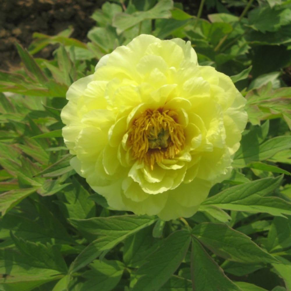 Thompson and Morgan Paeonia Yellow Peony Tree Pot 12cm 2 Pack Image 2