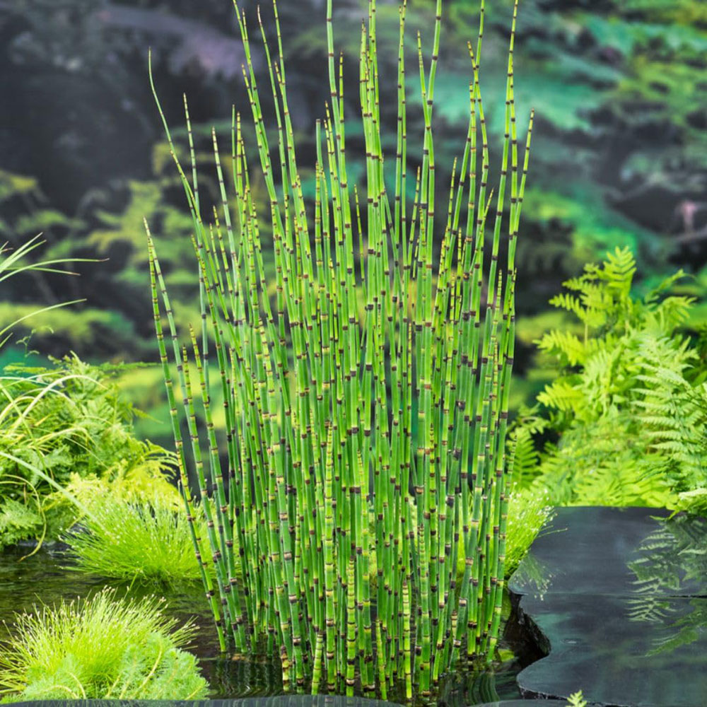 Thompson and Morgan Equisetum Japonicum Plant Pot 9cm 2 Pack Image 1