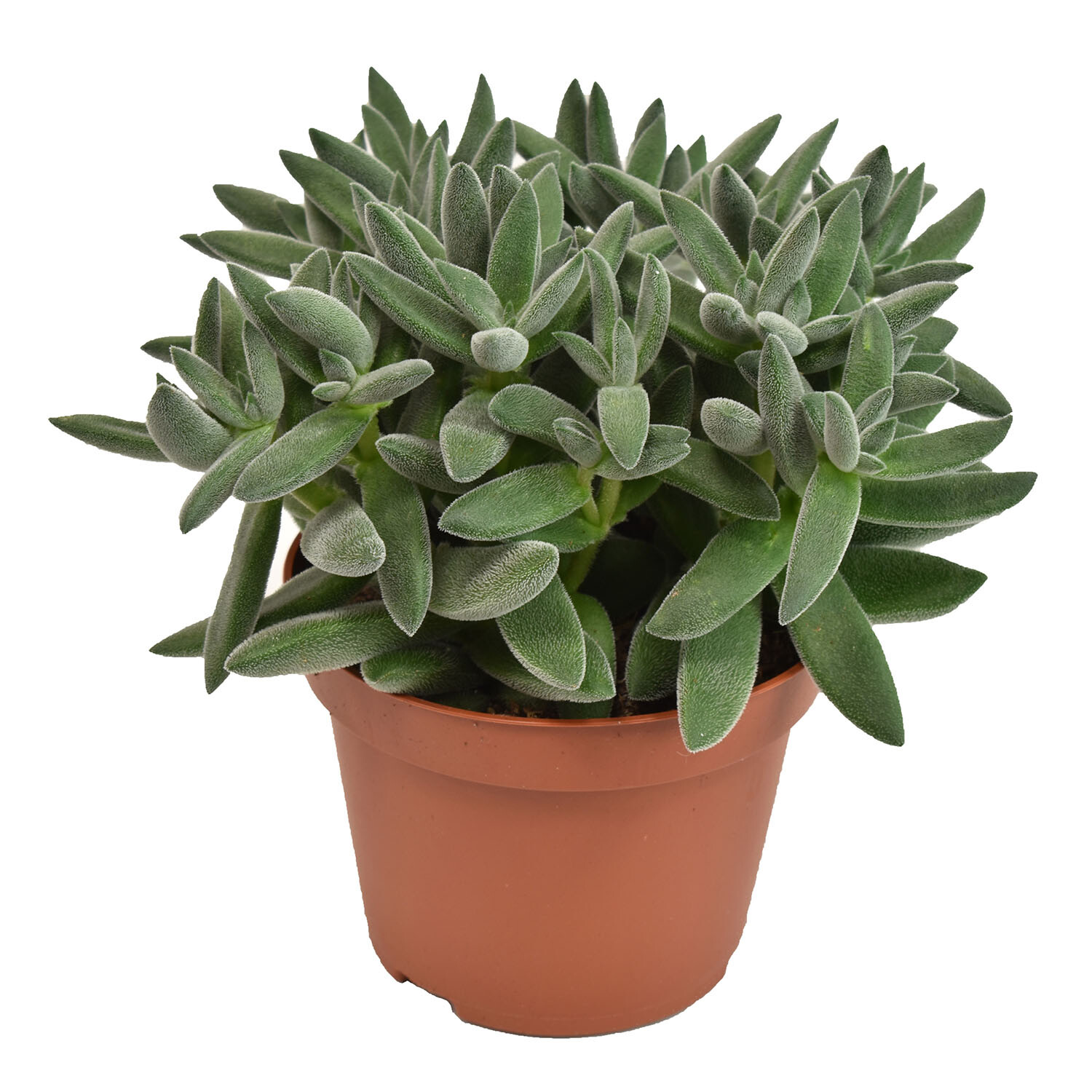 Crassula Tarantula 10.5cm - Green and Red Image