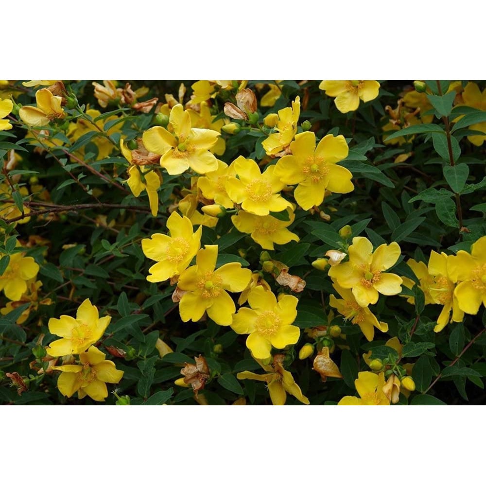 Inspirational Gifting Hypericum Bare Root Hedge Plant Sapling 30-60cm 5 Pack Image 4