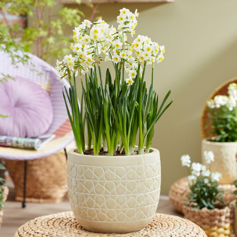 Thompson and Morgan Narcissus Avalex Bulbs 20 Pack Image 1