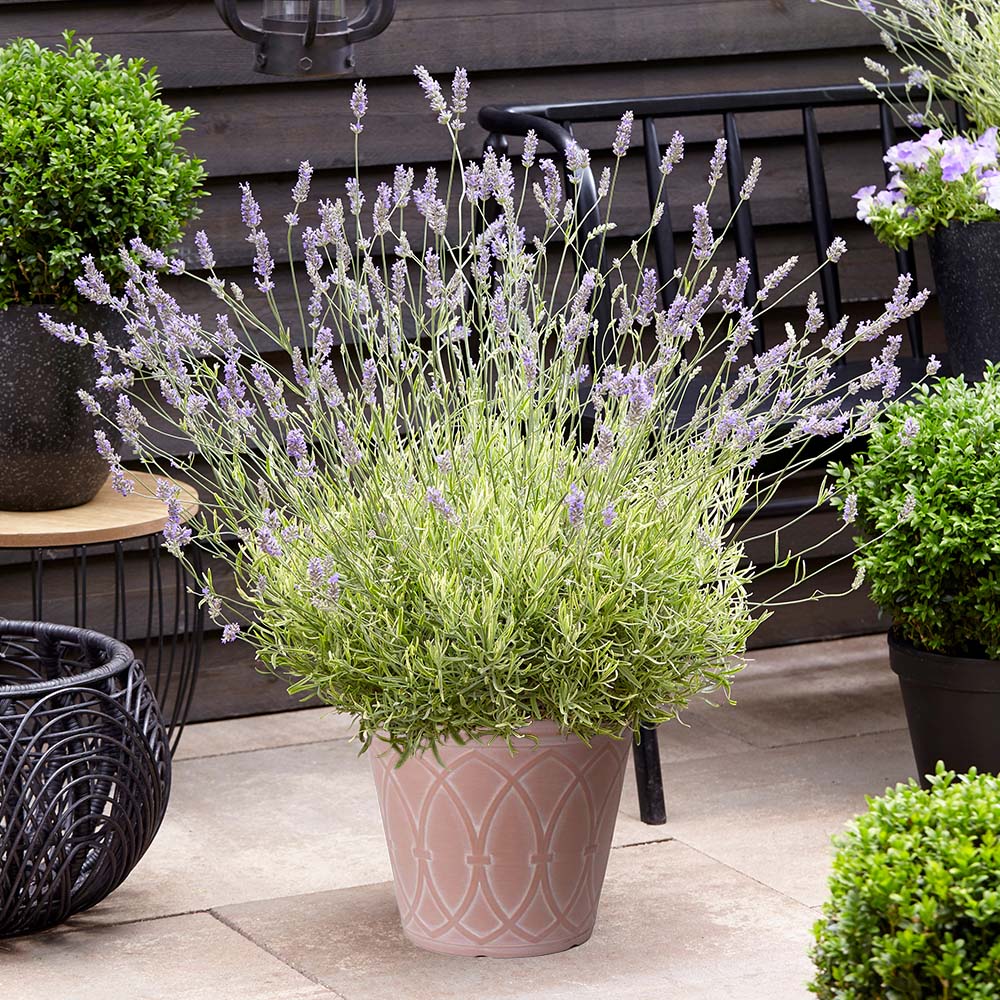 YouGarden English Lavender Grow Kit Image 2