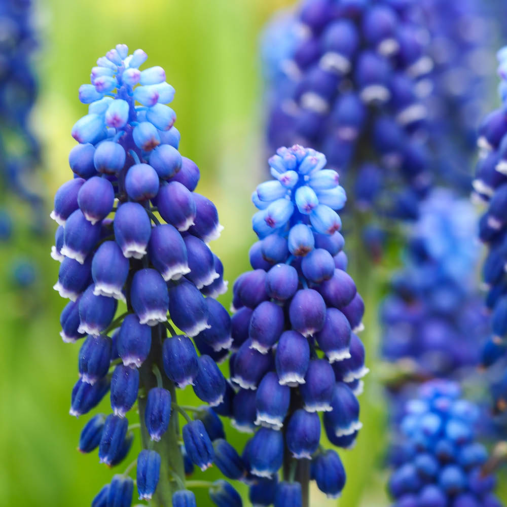 YouGarden Muscari Joyce Spirit Planting Bulb 100 Pack Image 1