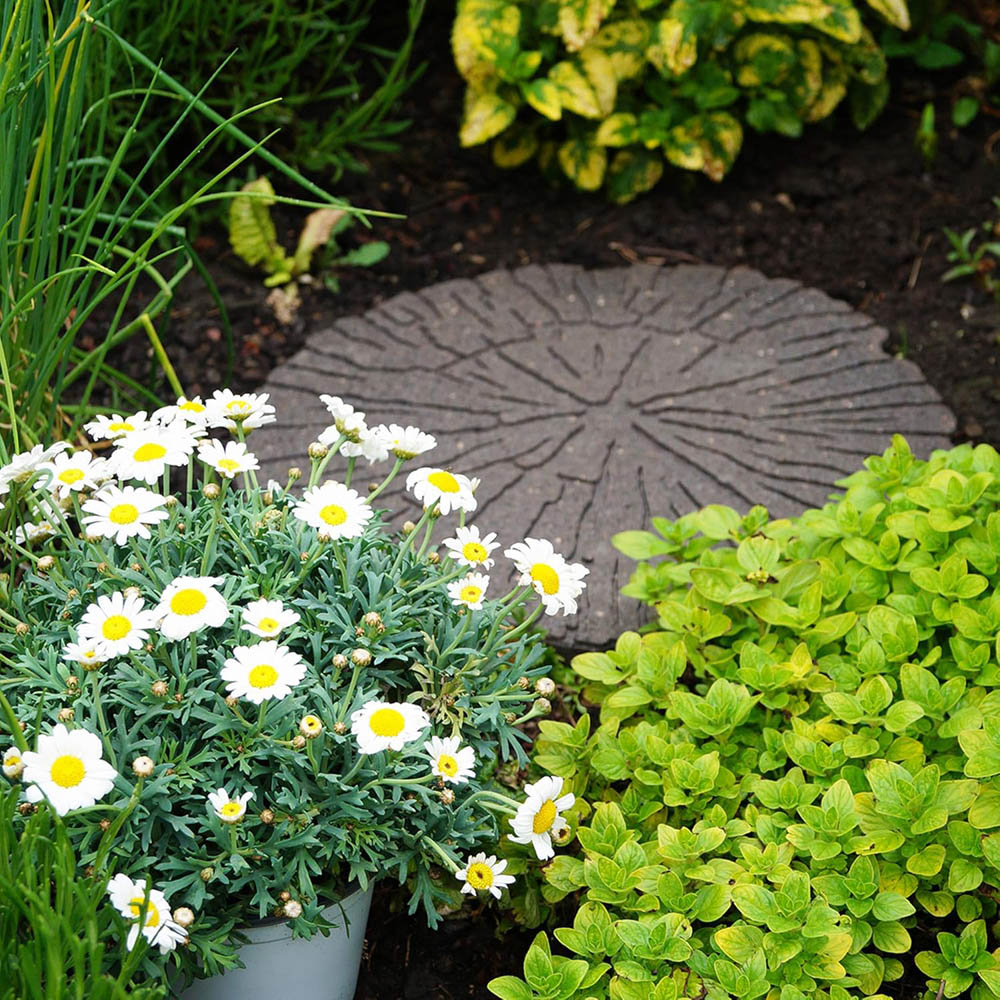 Primeur 45cm Cracked Log Earth Reversible Stepping Stone 2 Pack Image 4