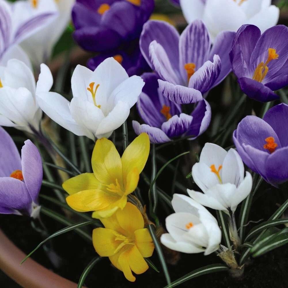 Thompson and Morgan Crocus Botanical Mixed Planting Bulb 40 Pack Image 3