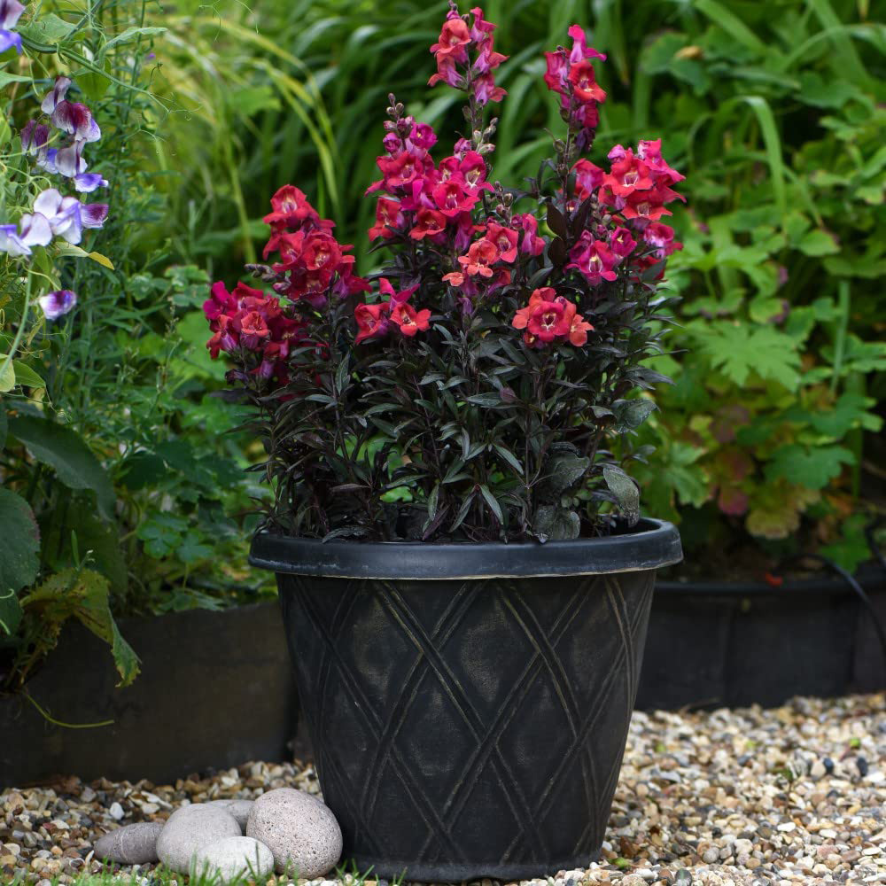 Thompson & Morgan Antirrhinum Mini Cherry Cola Seeds Image 4