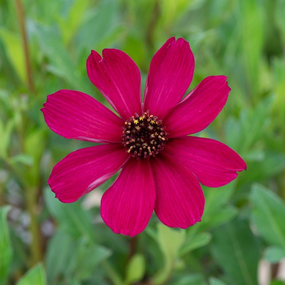 Thompson and Morgan Cosmos Atrosanguineus Cherry Chocolate Plant Pot 3L Image 2