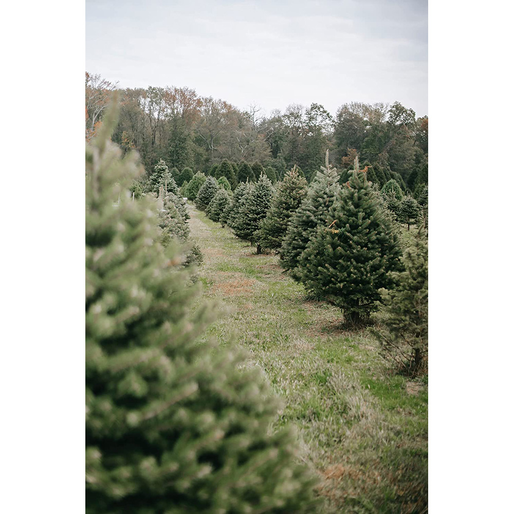 Inspirational Gifting Nordmann Christmas Tree Bare Root Plant Sapling 15-25cm 10 Pack Image 2